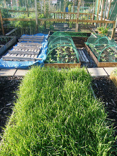 Allotments-Stephen-Caspar