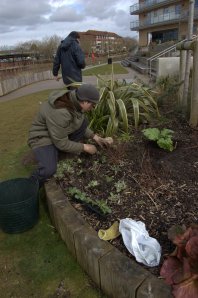 Oli planting out the broad beans