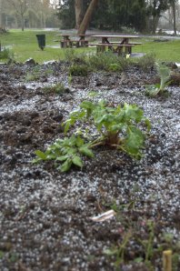 Angelica in the hailstorm
