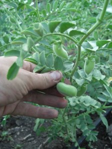 chickpeas-growing